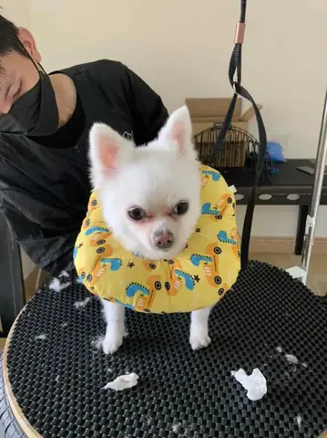 Dạy Cắt Tỉa Lông Chó Mèo Bao Gồm Những Nội Dung Gì?