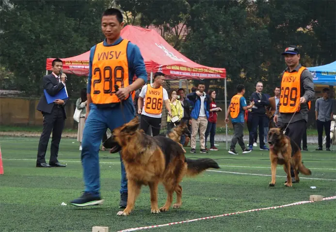 30 Chú Chó Becgie Đức Khoe Hình Thể Ở Hà Nội - 1