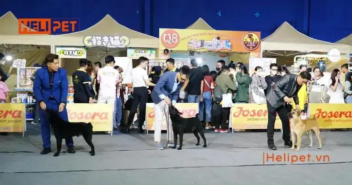 Mục Đích Và Lợi Ích Nổi Bật Của Việc Tham Gia Hội Chó Cảnh