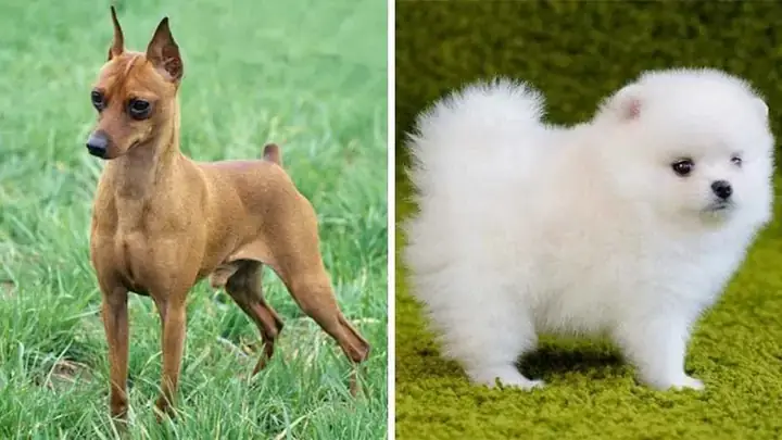 So Sánh Chó Nhật Lai Phốc Hươu Với Chó Nhật Và Phốc Hươu Thuần Chủng