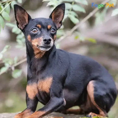 Chu Kỳ Động Dục Và Xác Định Thời Điểm Phối Giống Tốt Nhất Ở Chó Cái