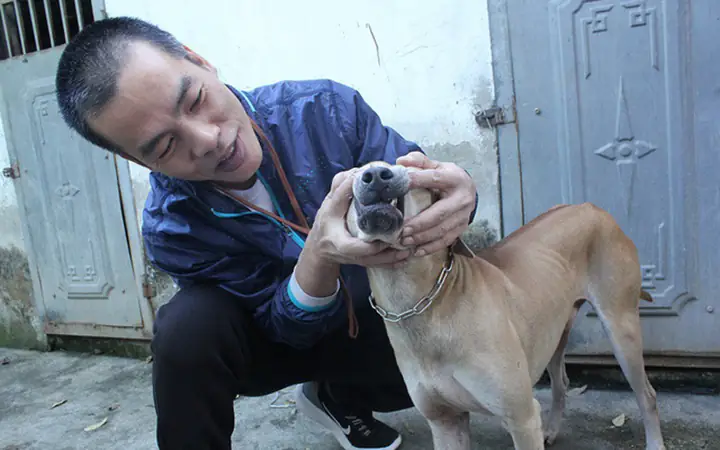 Hội Chơi Chó Cảnh Hà Nội