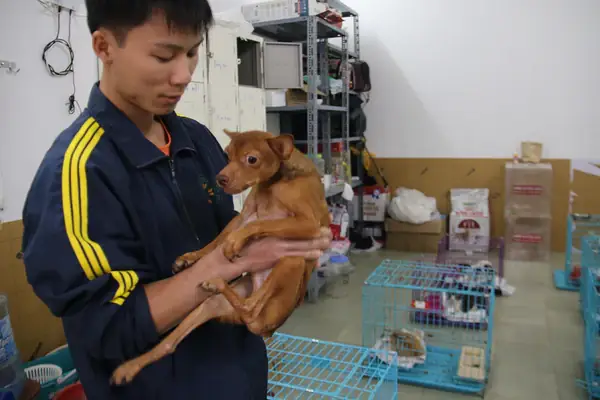 Địa Điểm Nuôi Dưỡng Chó Lang Thang Ở Hồ Chí Minh Địa Điểm Nuôi Dưỡng Chó Lang Thang Ở Hồ Chí Minh