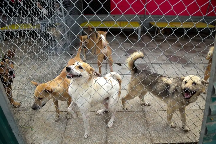 Hội Cứu Trợ Chó Mèo Hà Nội Hội Cứu Trợ Chó Mèo Hà Nội