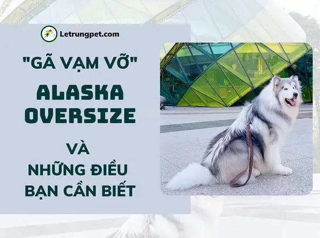 Hướng Dẫn Chi Tiết Tham Gia Hội Mua Bán Chó Alaska An Toàn & Hiệu Quả