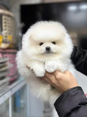 Bán Chó Hội An Bán Chó Hội An