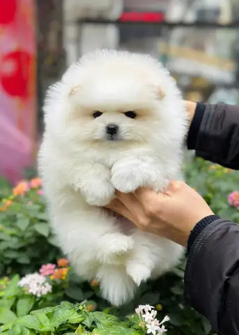 Mua Chó Hội An Mua Chó Hội An