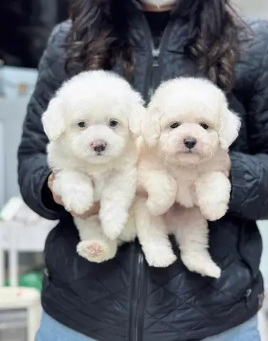 Pet Shop Chó Cảnh Hội An Pet Shop Chó Cảnh Hội An