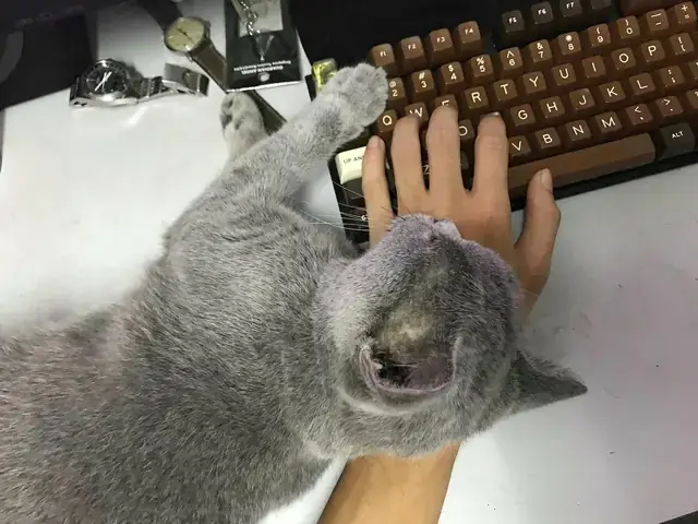 Hướng Dẫn Chung Cho Người Mua Bán Thú Cưng