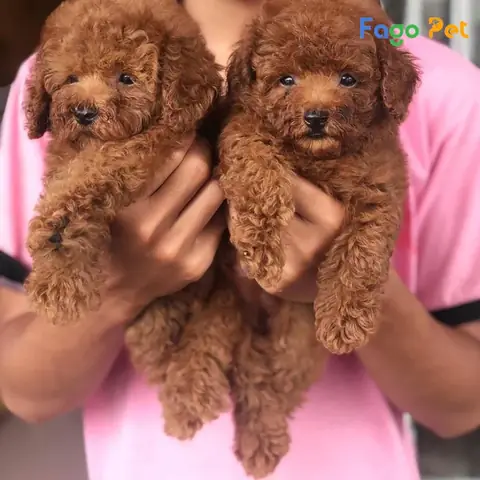 Những Lý Do Bạn Nên Nuôi Chó Poodle Tiny
