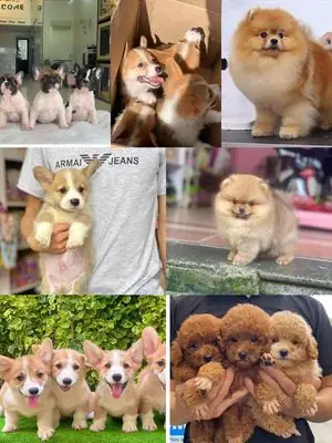 Hội Mua Bán Chó Pug: Hướng Dẫn Toàn Diện Từ A-z Cho Người Yêu Chó Hội Mua Bán Chó Pug: Hướng Dẫn Toàn Diện Từ A-z Cho Người Yêu Chó