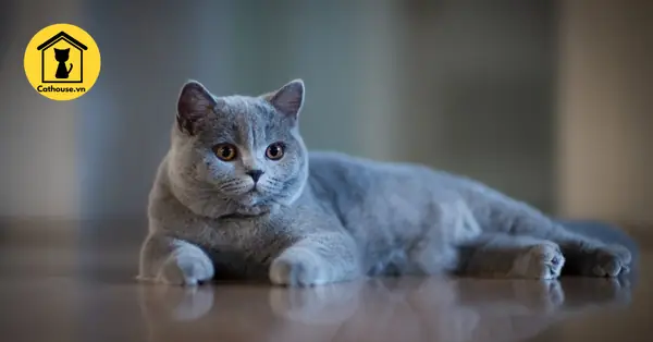 Người Yêu Chó Chiếm Số Đông Còn Những Người Yêu Mèo Thích Sống Độc Lập