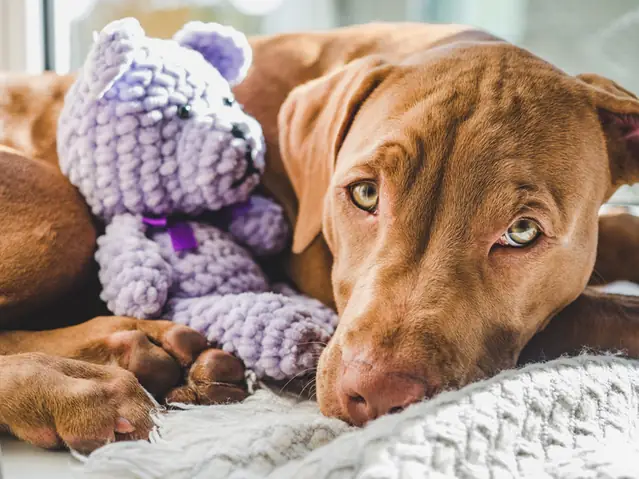 Hội Những Người Yêu Chó Poodle