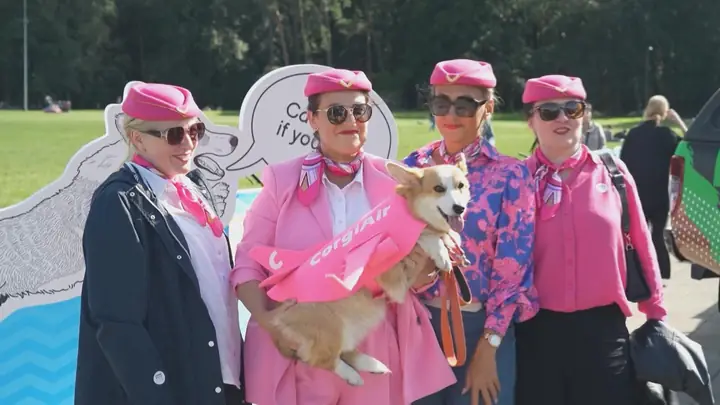 Hội Yêu Chó Corgi Việt Nam