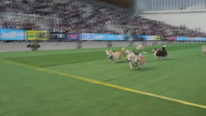 Hội Yêu Chó Corgi Việt Nam