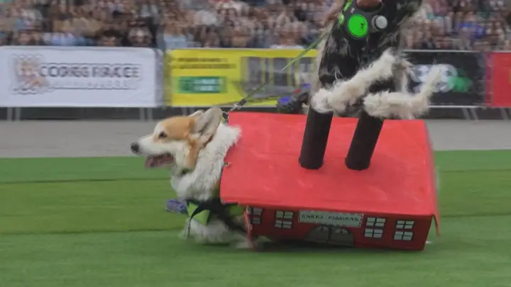 Hội Yêu Chó Corgi Việt Nam