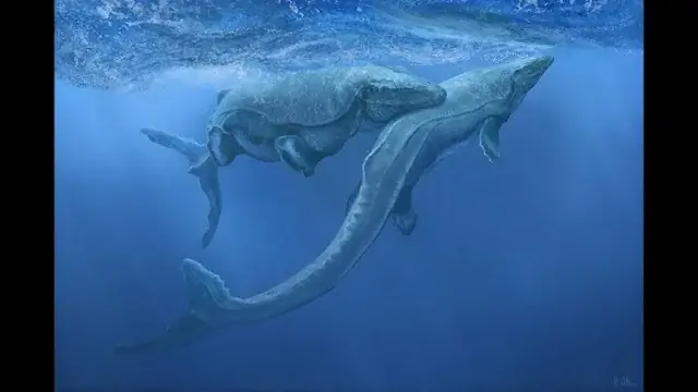 Hướng Dẫn Toàn Diện Về Các Hội Yêu Chó Mèo Hà Nội: Cộng Đồng, Hoạt Động & Lợi Ích