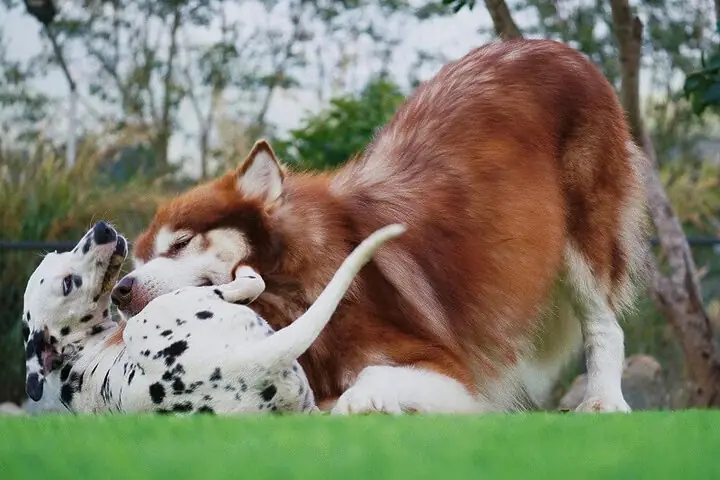 Nắng Homestay: Góc Yên Bình Bên Những Người Bạn Bốn Chân