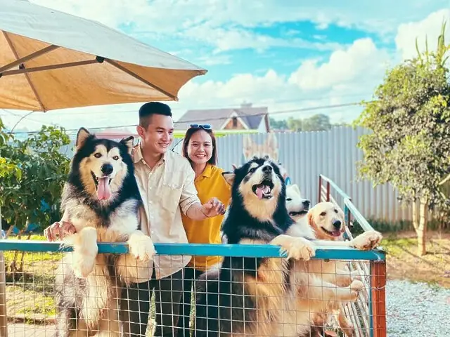 Đà Lạt Alaska House: Nơi Gặp Gỡ Những Chú Chó Tuyết Khổng Lồ