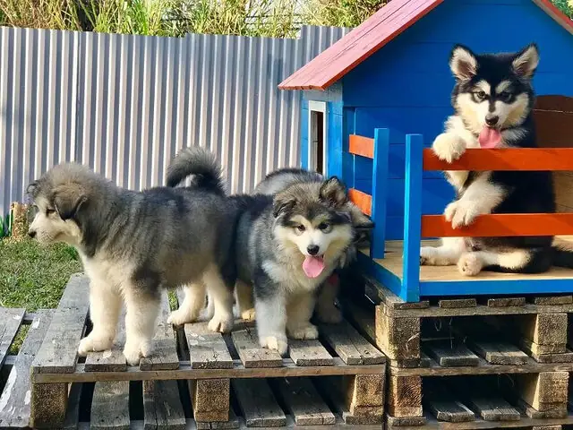 Đà Lạt Alaska House: Nơi Gặp Gỡ Những Chú Chó Tuyết Khổng Lồ