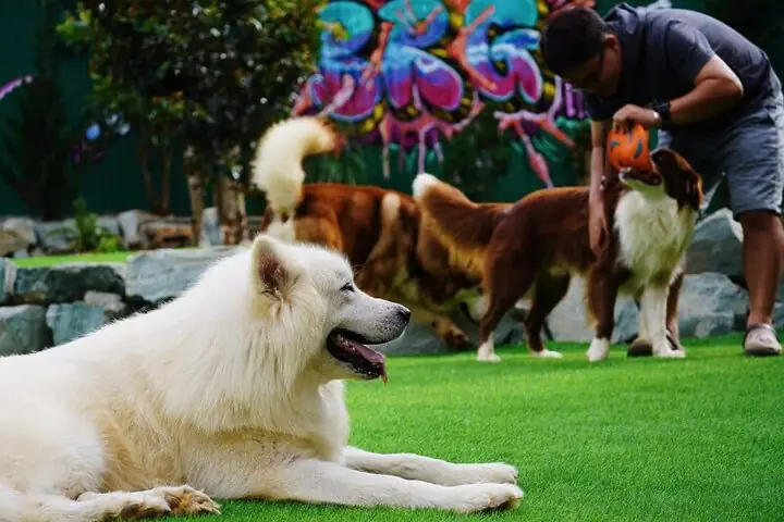 Black Rock Garden: Trải Nghiệm Lưu Trú Độc Đáo Với Những Ngôi Lều