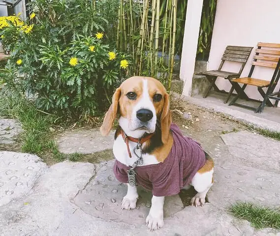 Hai Ả Homestay: Phong Cách Hàn Quốc Hiện Đại Cùng Dàn Chó Alaska