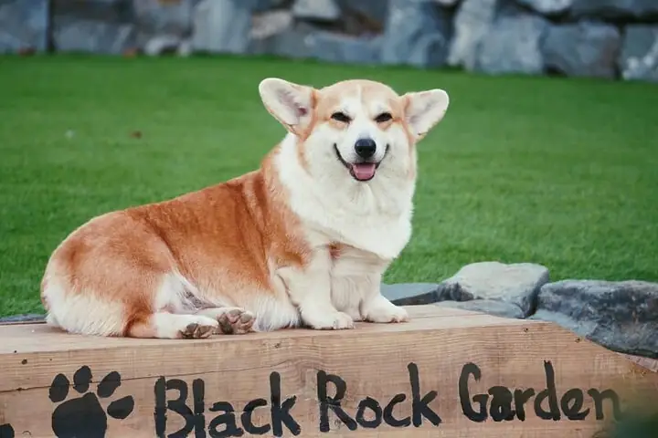 Black Rock Garden: Trải Nghiệm Lưu Trú Độc Đáo Với Những Ngôi Lều