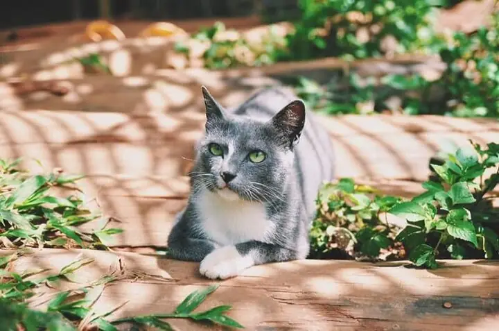 Indigo Homestay: Vẻ Đẹp Mộc Mạc Cùng Những Chú Mèo Dễ Thương