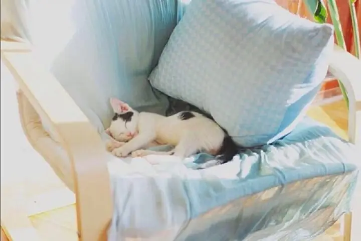 Indigo Homestay: Vẻ Đẹp Mộc Mạc Cùng Những Chú Mèo Dễ Thương