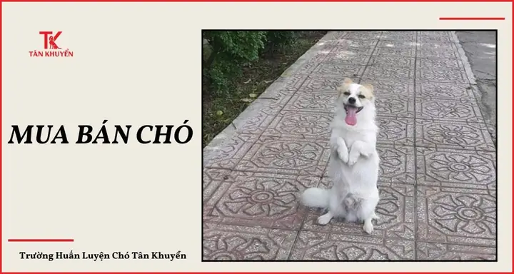 Thỏa Thuận Rõ Ràng Về Hợp Đồng Mua Bán