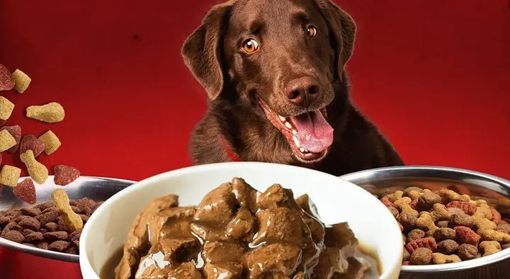 Hộp Đựng Thức Ăn Cho Chó: Giải Pháp Bảo Quản An Toàn Và Tiện Lợi