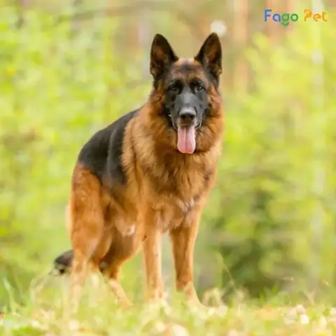 Các Bước Thực Hiện Huấn Luyện Chó Becgie Bảo Vệ Chủ