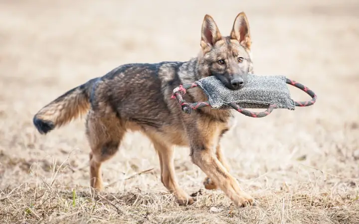 Huấn Luyện Chó Becgie Tìm Đồ Về Cho Chủ