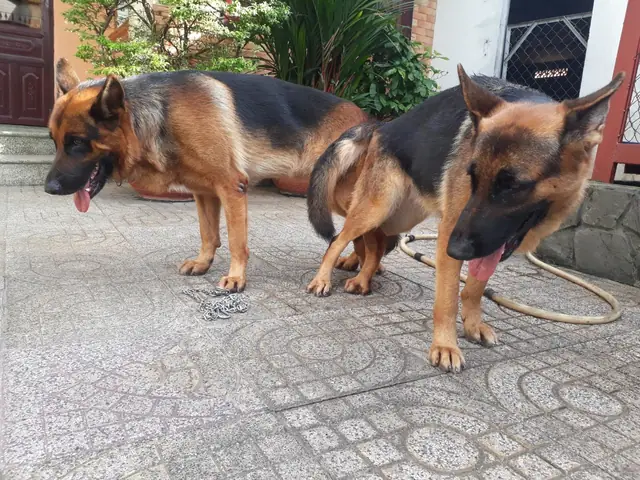 Huấn Luyện Chó Biên Hòa