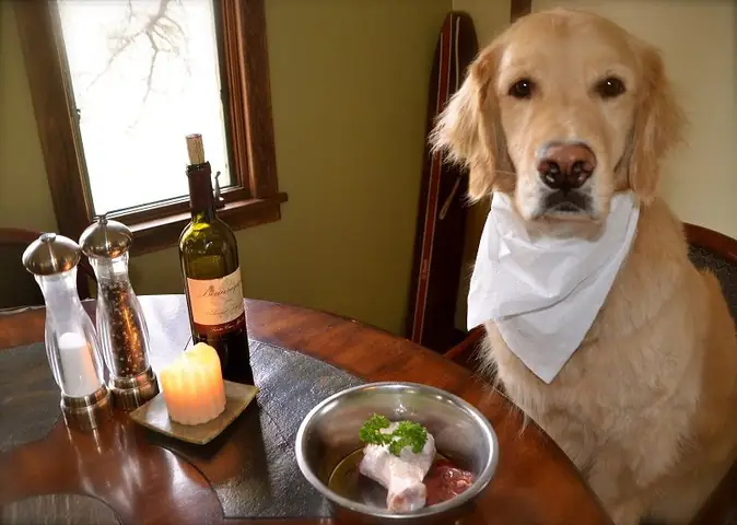 Cách Huấn Luyện Chó Con Không Ăn Bả