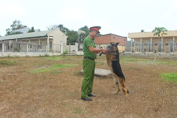 Trung Úy Nguyễn Đức Hùng, Cán Bộ Đội Quản Lý Và Sử Dụng Động Vật Nghiệp Vụ, Phòng Cảnh Sát Cơ Động Công An Tỉnh Huấn Luyện “lính” Cảnh Khuyển Của Mình.ảnh: T.tâm
