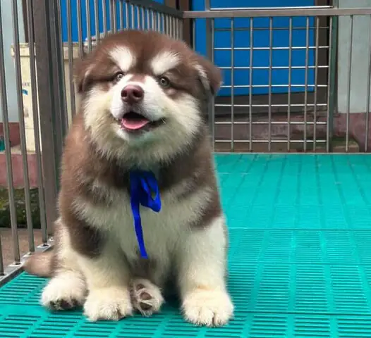 Hướng Dẫn Huấn Luyện Chó Giả Chết Chuyên Nghiệp Tại Nhà