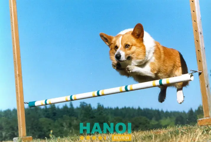 Happy Land Dog Training