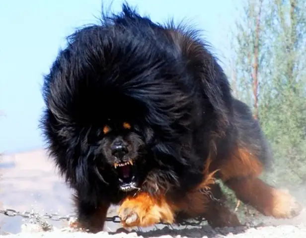 Cách Huấn Luyện Chó Ngao Tây Tạng Tốt Nhất Hiện Nay Cách Huấn Luyện Chó Ngao Tây Tạng Tốt Nhất Hiện Nay