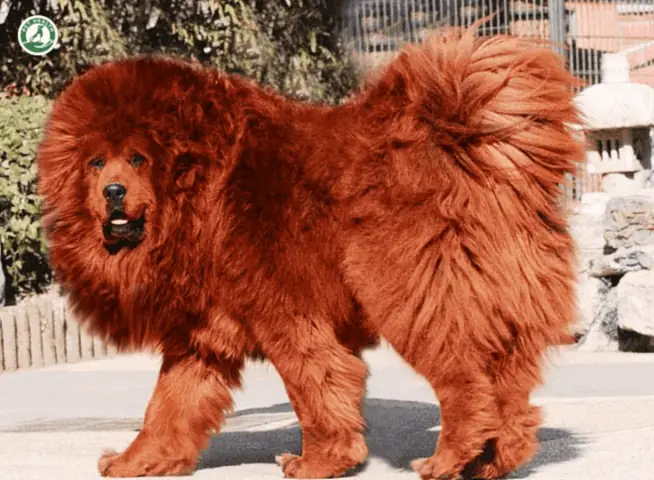 Huấn Luyện Chó Ngao Tây Tạng Huấn Luyện Chó Ngao Tây Tạng