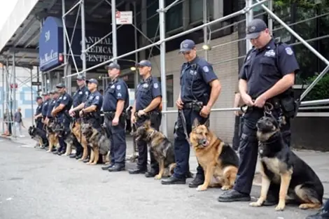 Huấn Luyện Chó Nghiệp Vụ K9