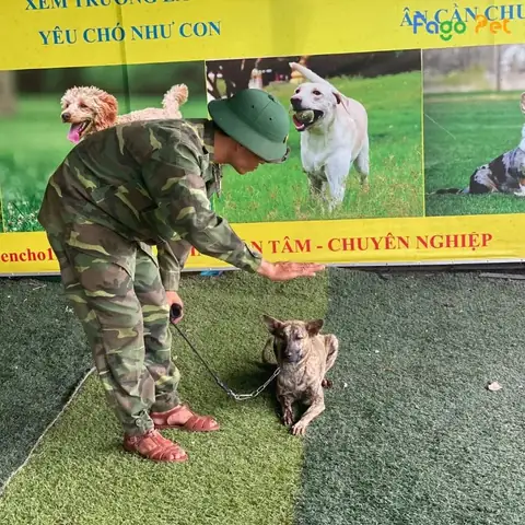 Dịch Vụ Huấn Luyện Chó Phốc Hươu Giá Tốt Tại Fago Pet
