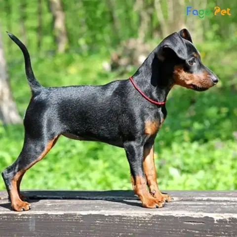 Cách Huấn Luyện Chó Lại Gần Chủ