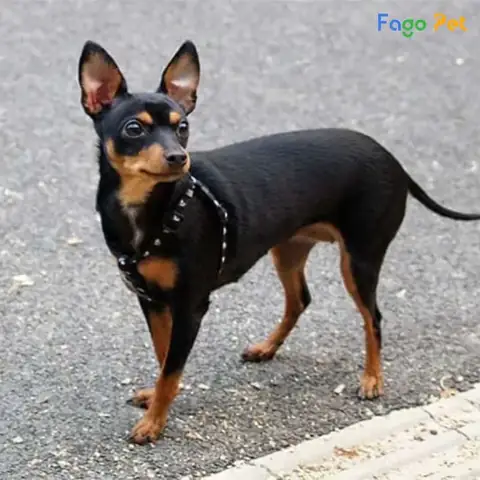 Những Điều Cần Biết Về Chó Phốc Hươu