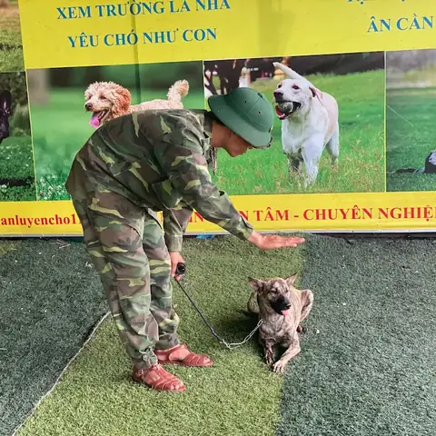 Cách Huấn Luyện Chó Phú Quốc Ngồi