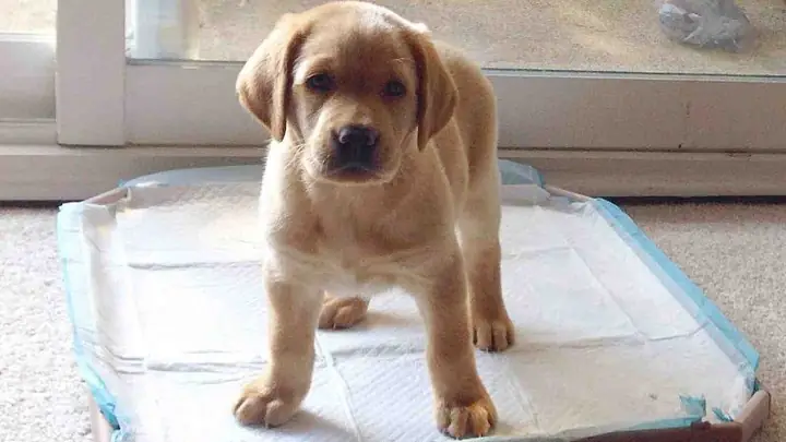 Cách Dạy Chó Đi Vệ Sinh Đúng Chỗ Trên Tờ Giấy