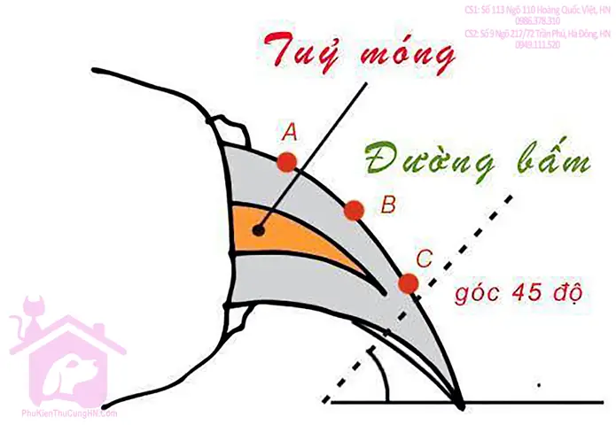 Hướng Dẫn Cắt Móng Cho Chó Mèo Đúng Cách