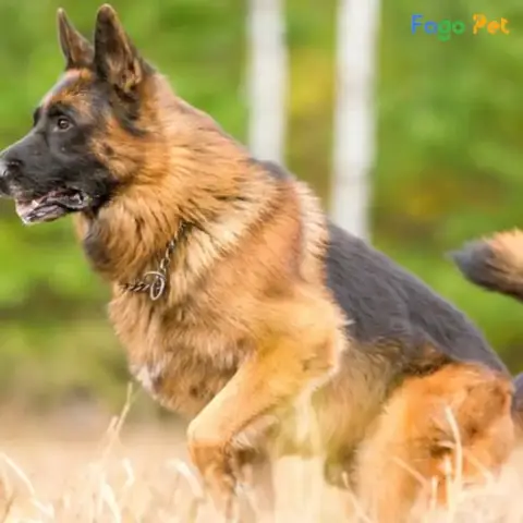 Các Giống Chó Nghiệp Vụ Tại Việt Nam Các Giống Chó Nghiệp Vụ Tại Việt Nam