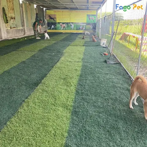 Địa Chỉ Huấn Luyện Chó Nghiệp Vụ Tại Fago Pet Địa Chỉ Huấn Luyện Chó Nghiệp Vụ Tại Fago Pet