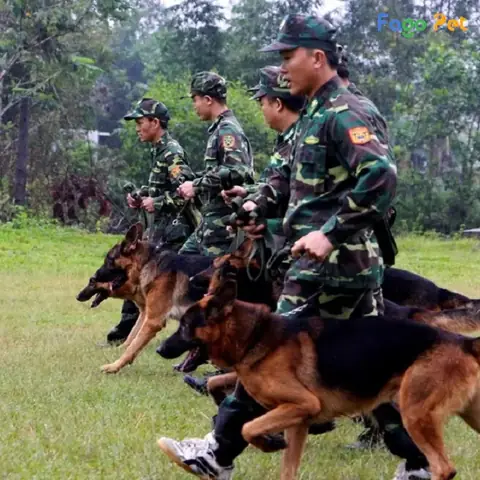 Tại Sao Nên Huấn Luyện Chó Nghiệp Vụ Tại Sao Nên Huấn Luyện Chó Nghiệp Vụ
